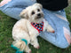 Soapy Moose The Trend Setter Reversible Harness Small