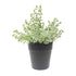 Urban Eucalyptus Artificial Potted Plant Fake Indoor Home Decor Green  23CM
