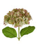 Florabelle Classic Real Touch Hydrangea Stem Green 52CM