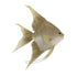 Theatre Seasonal Decor Fish Champagne 40CM