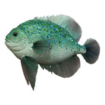 Theatre Seasonal Decor Fish Teal 30CM